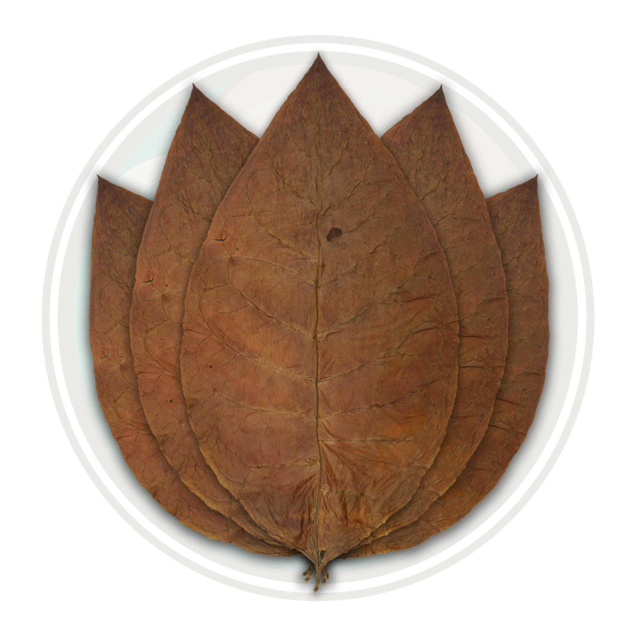 Ecuadorian Habano Seco Cigar Binder Tobacco Leaf Only